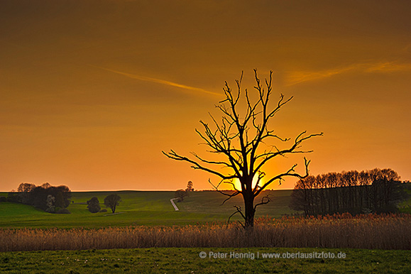 Foto von Peter Hennig PIXELWERKSTATT Silhouette Baum in Kulturlanschaft vor untergehender Sonne